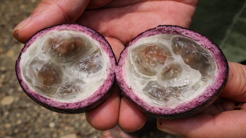 Khi chín, quả có vỏ màu tím hơi mềm