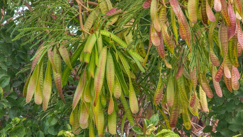 Quả keo: Thành phần, lợi ích và các bài thuốc chữa bệnh 1