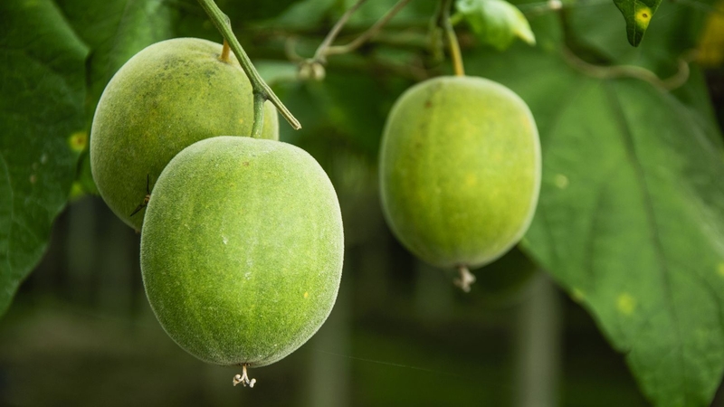 Quả la hán: Nguồn thay thế đường tinh luyện