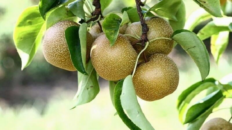 Các dưỡng chất tự nhiên trong quả mắc cọp góp phần hỗ trợ phục hồi năng lượng