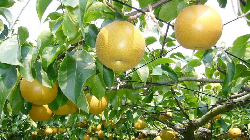 Quả mắc cọp có tính mát tự nhiên hỗ trợ điều hòa cơ thể