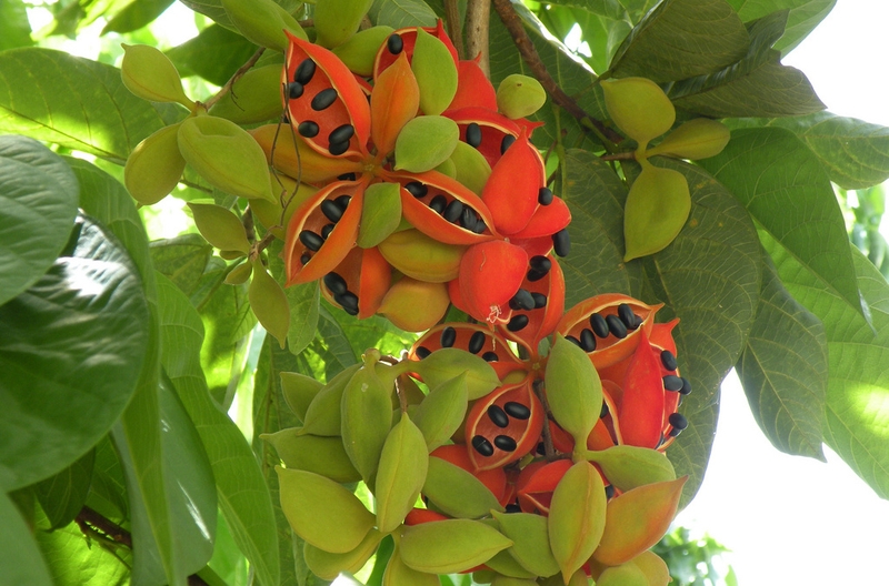 Quả mề gà là gì? Có tác dụng gì đối với sức khỏe? 2