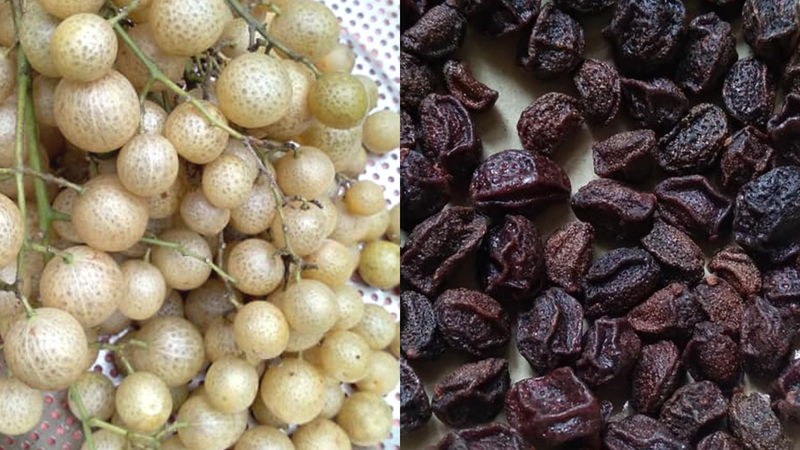 Quả móc mật: Đặc sản núi rừng và vị thuốc quý cho sức khỏe 1