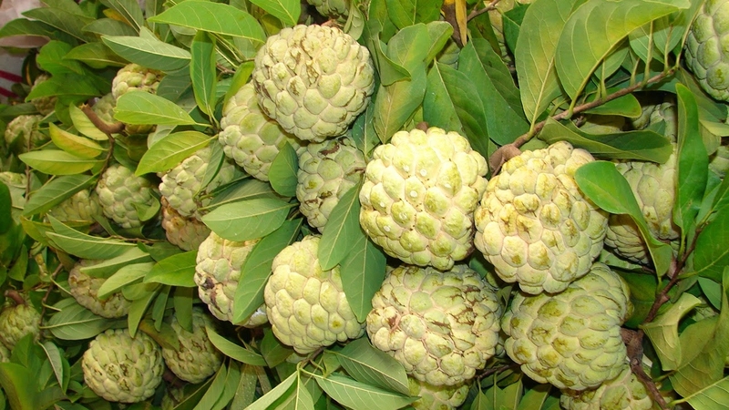 SUGAR-APPLE