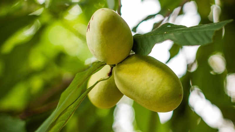 Quả Pawpaw chín có phần thịt vàng cam mềm mịn, hương vị ngọt dịu đặc trưng