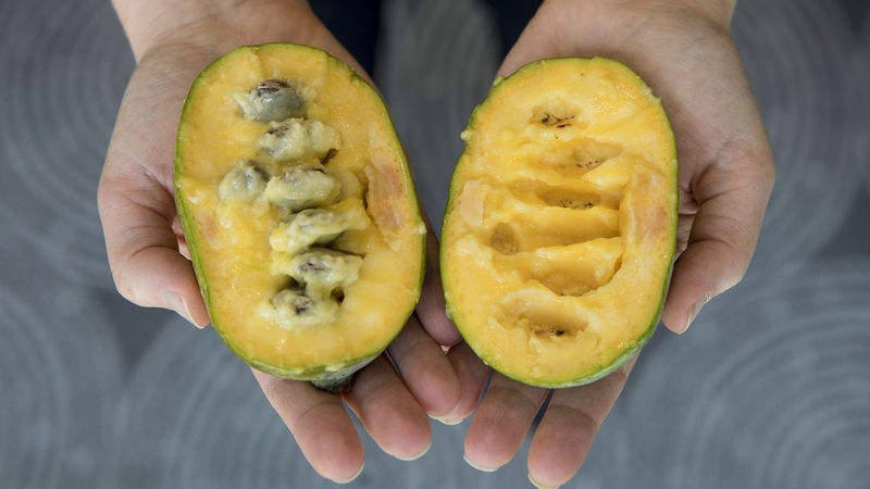 Pawpaw giàu dinh dưỡng, cung cấp nhiều vitamin và khoáng chất