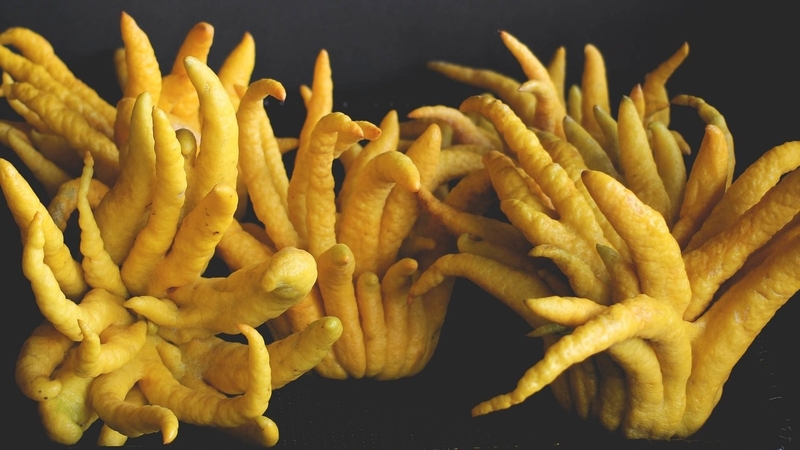 Quả phật thủ có tác dụng gì? Cách ăn quả phật thủ không phải ai cũng biết 1