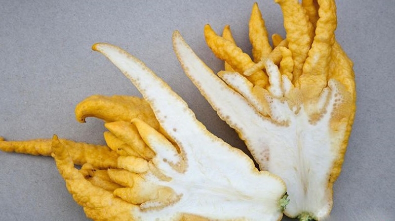 Quả phật thủ có tác dụng gì? Cách ăn quả phật thủ không phải ai cũng biết 3