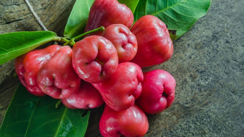 Quả roi đỏ có tác dụng gì? Một số lưu ý khi ăn quả roi đỏ 4
