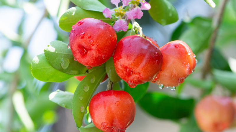 qua-so-ri-va-qua-cherry-co-giong-nhau-khong-gia-tri-dinh-duong-cong-dung-cua-qua-so-ri-va-qua-cherry 1.png