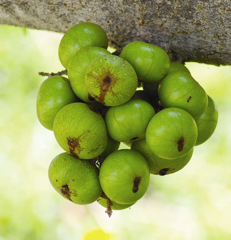 Quả sung chữa trào ngược dạ dày cực tốt, bạn biết chưa 2