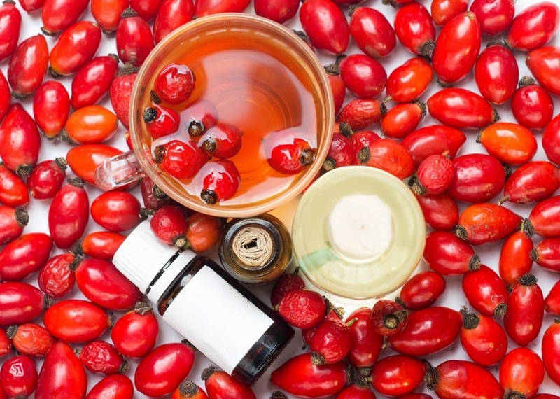 Quả tầm xuân được thu hoạch sau khi chín để làm thuốc