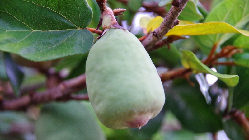 Quả trâu cổ có tác dụng gì? Cách dùng và liều dùng quả trâu cổ 2