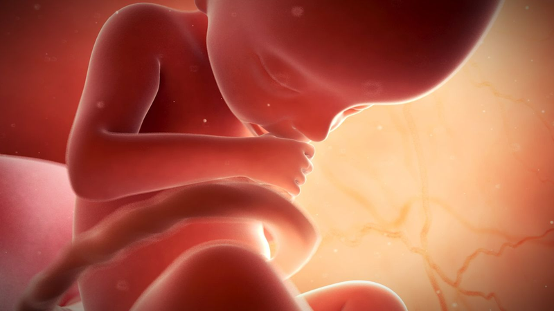 Quá trình hình thành thai nhi và những kiến thức mẹ bầu cần biết3