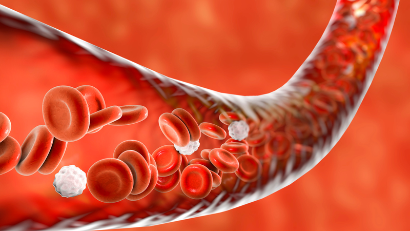 Máu từ tim đi nuôi cơ thể qua mạch nào? Qua động mạch chủ, vận chuyển oxy và dưỡng chất đến toàn bộ cơ thể