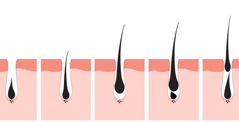 Quá trình mọc tóc và cách chăm sóc tóc đúng cách 2