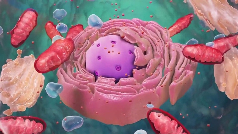 Quá trình phân chia tế bào xảy ra như thế nào? 3