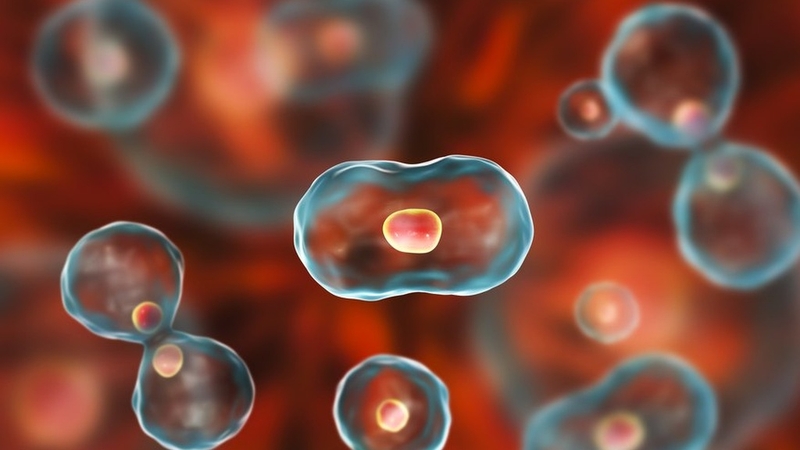 Quá trình phân chia tế bào xảy ra như thế nào? 1