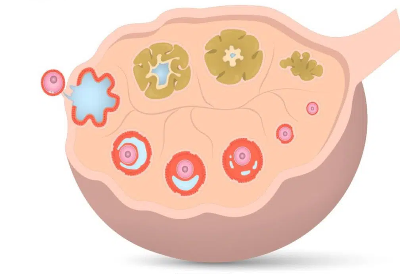 Quá trình rụng trứng diễn ra như thế nào? 2