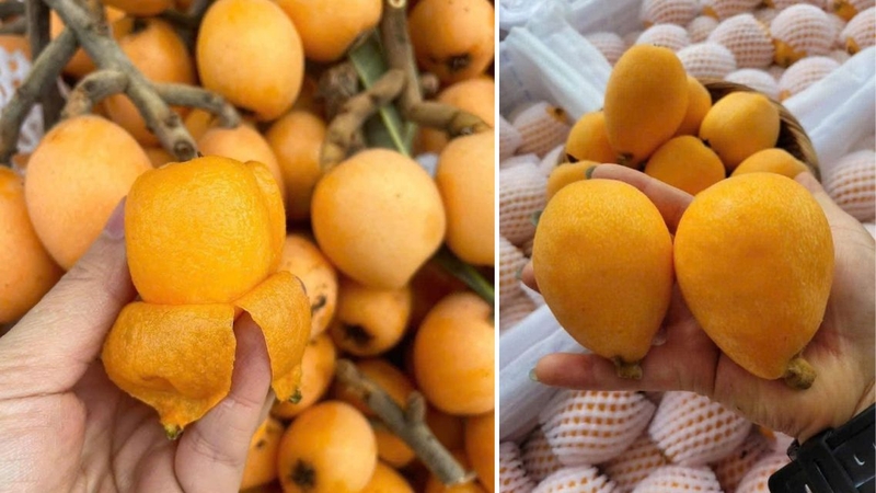 Thịt quả tỳ bà mọng nước, vị ngọt thanh pha chút chua nhẹ, dễ ăn