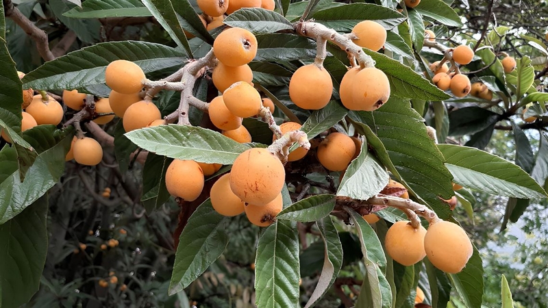 Quả tỳ bà giàu chất xơ, vitamin và chất chống oxy hóa có lợi cho sức khỏe