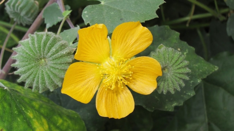 Quả xay và công dụng từ quả xay mà bạn nên biết 2