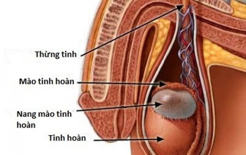Quai bị sưng tinh hoàn uống thuốc gì cho mau khỏi? 2