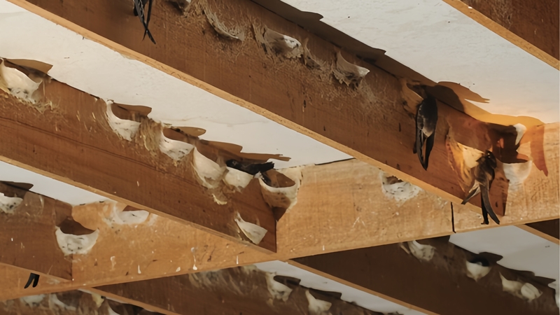 to-yen-bao-nhieu-tien-1-kg-gia-tri-dinh-duong-cua-to-yen-voi-suc-khoe 2