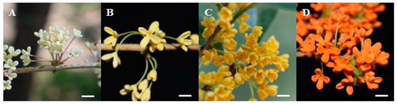 Quế hoa là gì? Vai trò của chúng trong Y học cổ truyền và hiện đại 2
