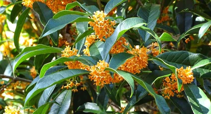 Quế hoa là gì? Vai trò của chúng trong Y học cổ truyền và hiện đại 3