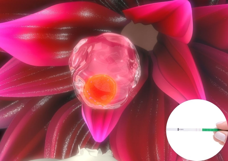 Que thử rụng trứng 1 vạch đậm 1 vạch mờ nói lên điều gì về thời kỳ rụng trứng của phụ nữ? 3