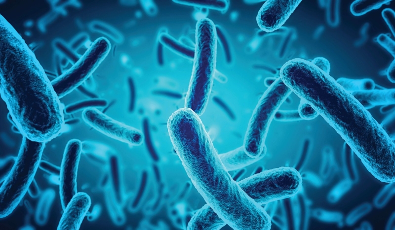 Quy trình nuôi cấy vi khuẩn và các quy tắc cần tuân thủ 1