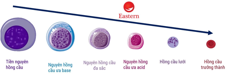 Quy trình thực hiện xét nghiệm hồng cầu lưới