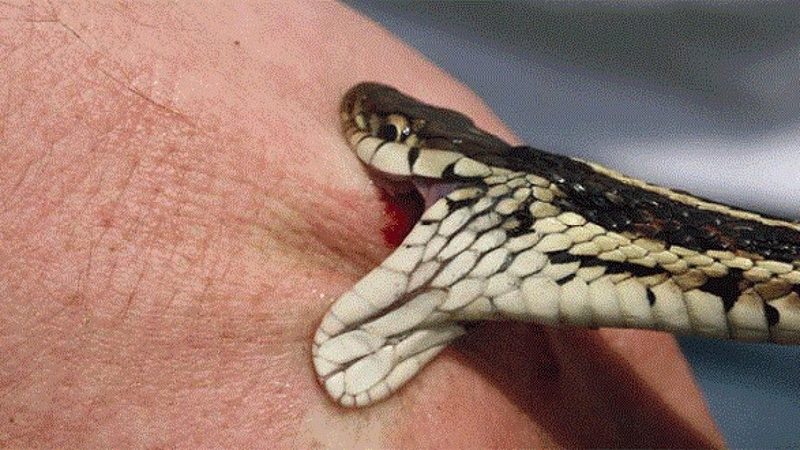 Biểu hiện khi bị rắn cạp nia cắn thường kín đáo lúc đầu, sau đó xuất hiện tê bì, sụp mí, yếu cơ và khó thở