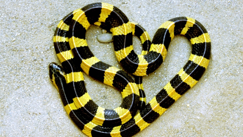 Rắn cạp nong có độc không? Câu trả lời là có, vết cắn không đau nhưng gây tử vong