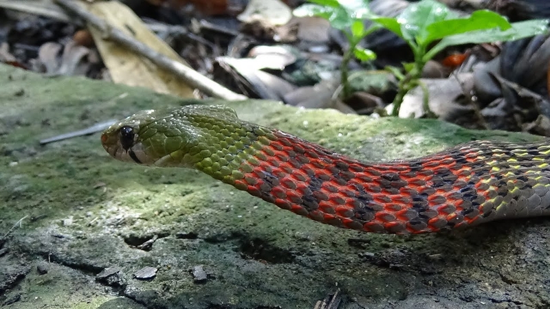 Rắn cổ đỏ có độc không? Đặc điểm nhận dạng của rắn cổ đỏ 1