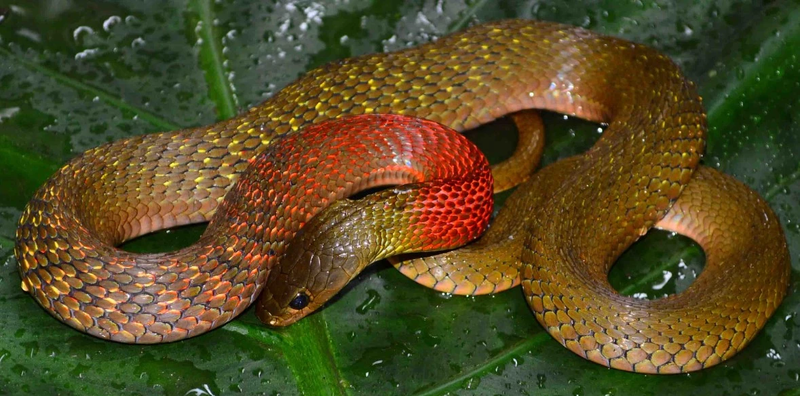 Rắn cổ đỏ có độc không? Đặc điểm nhận dạng của rắn cổ đỏ 4