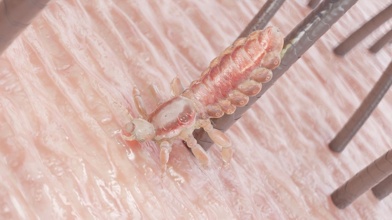 Rận lông mu từ đâu mà có là câu hỏi mà rất nhiều người thắc mắc