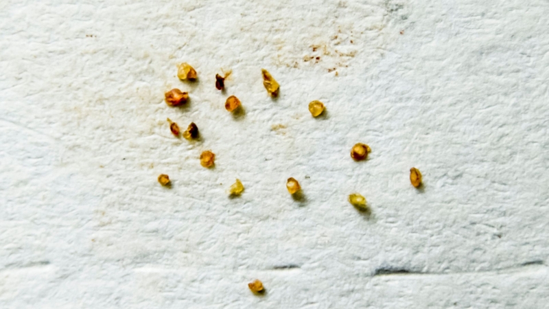 Rận lông mu sinh sản nhanh chóng với mỗi con cái đẻ được từ 20-30 trứng