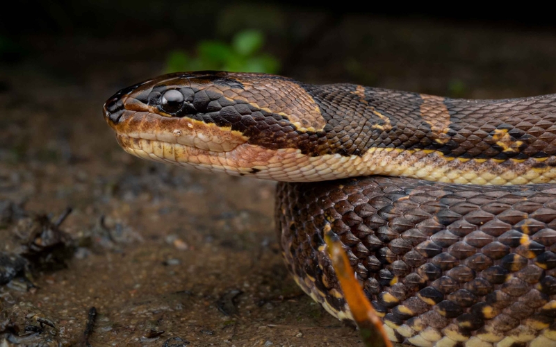 Rắn ri cá có độc không? Những điều cần lưu ý khi ăn thịt rắn 2