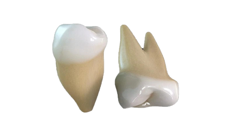 Răng cối nhỏ là gì? Đặc điểm và vai trò của răng cối nhỏ 2