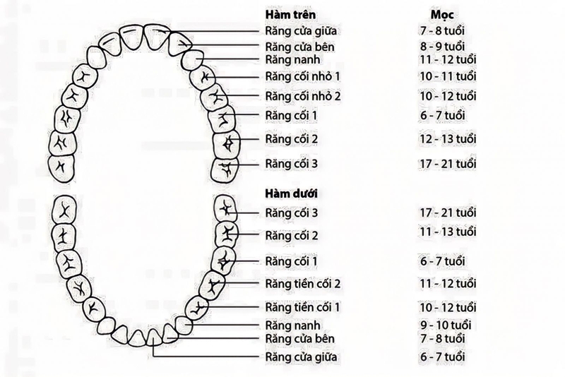 Răng hàm là gì? Vị trí và tầm quan trọng của răng hàm như thế nào? 2