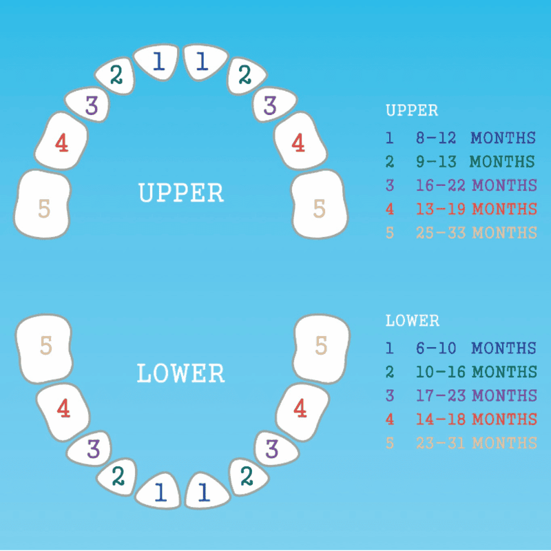 Răng sữa là gì? Thông tin quan trọng cần biết về răng sữa 2