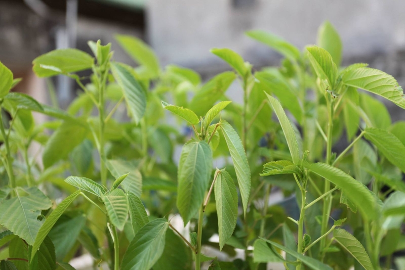 sinh-mo-nen-an-rau-gi-de-giup-cho-suc-khoe-hoi-phuc-nhanh-chong-1