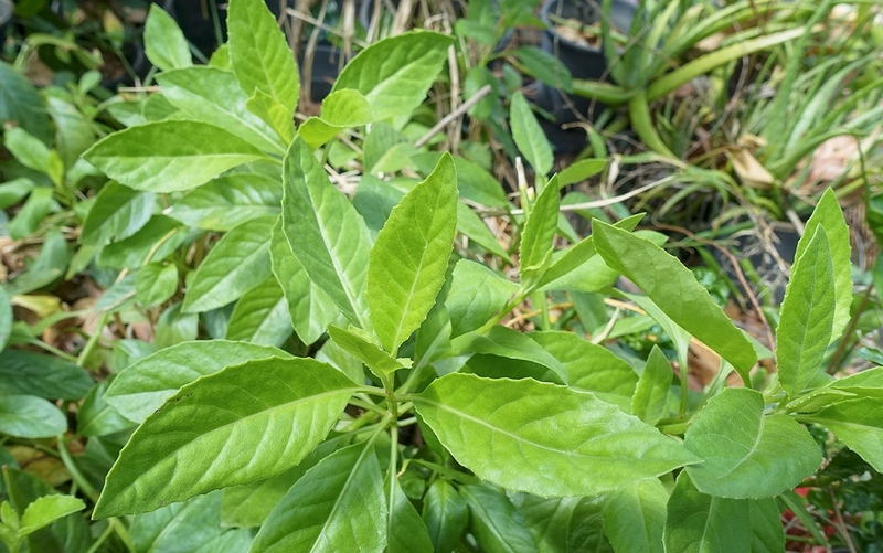 Rau bầu đất có tác dụng gì đối với sức khỏe? 3