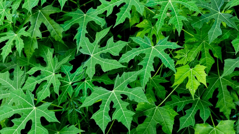 Lá bina chaya cung cấp dồi dào protein thực vật, canxi, sắt cùng các vitamin quan trọng