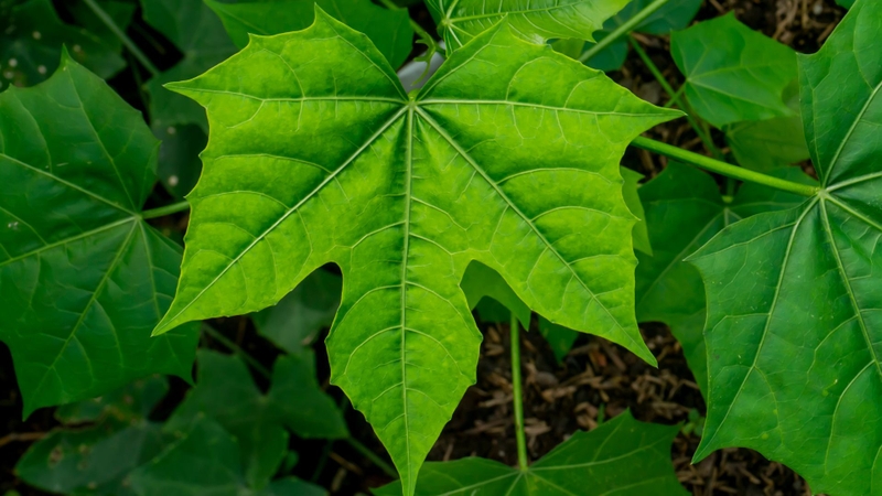 Nên chọn lá rau non, xanh tươi tự nhiên, không dập nát, không úa và không có dấu hiệu hư hỏng