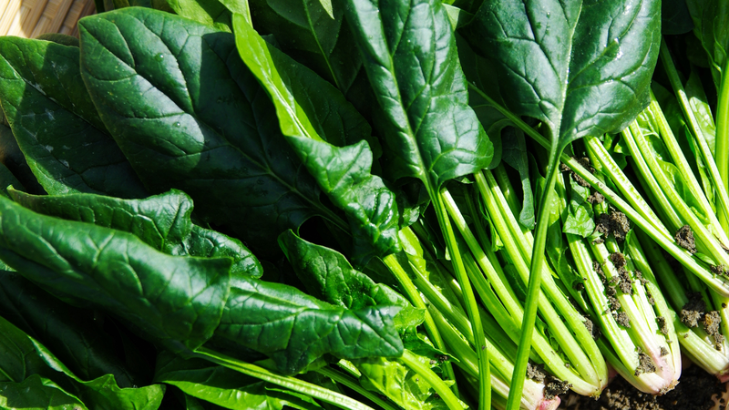 Rau bina có khả năng cải thiện đường huyết và thúc đẩy giảm cân như thế nào? 3