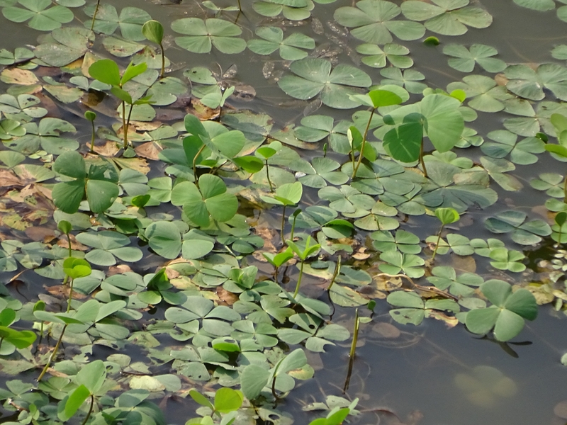 Rau bợ là gì? Rau bợ có tác dụng như thế nào đối với sức khỏe? 4