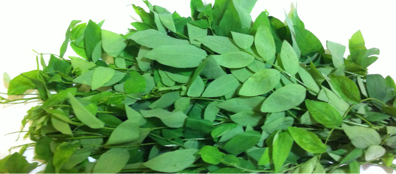 Có nên dùng rau bồ ngót trị đau bụng kinh 1